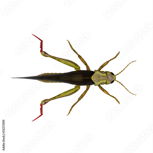 Green Grasshopper © onay