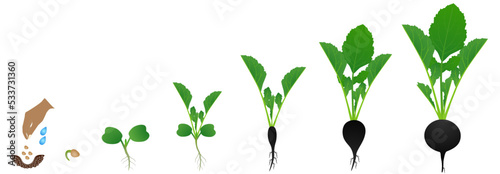 Cycle of growth of a black radish plant on a white background.