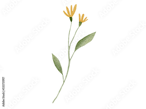 flower isolated on white