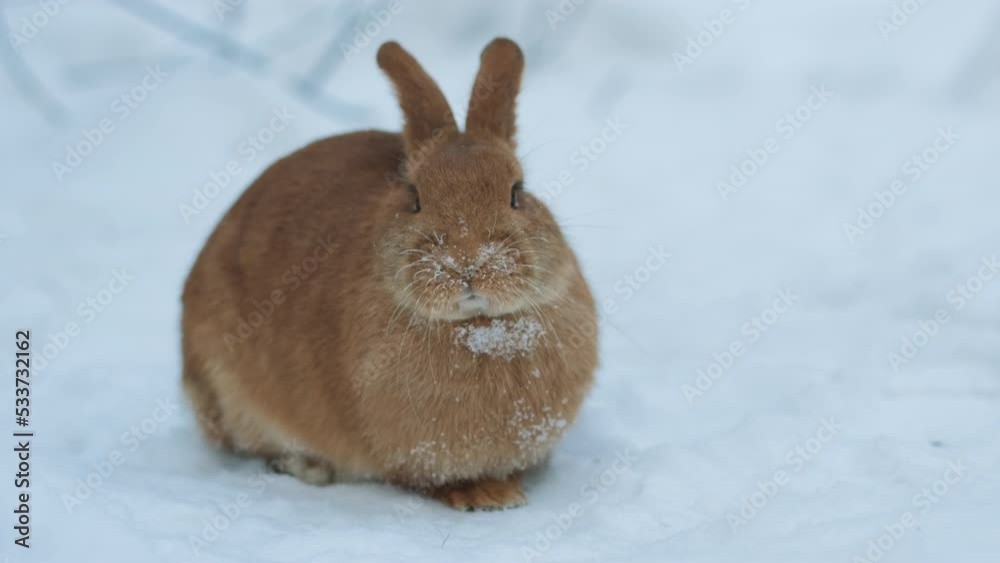 Rabbit eating something in the snow and looking into camera outdoors, slow motion Rabbit eating something in the snow and looking into camera outdoors, slow motion