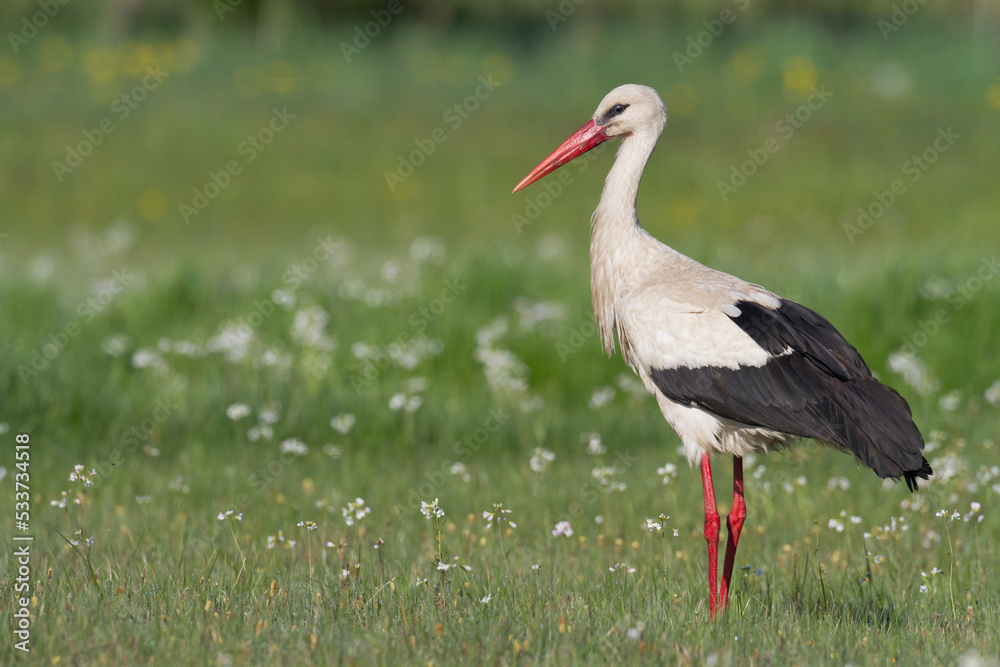 Naklejka premium Bird White Stork Ciconia ciconia hunting time early spring in Poland Europe