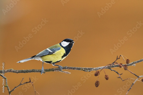 Colorful great tit ( Parus major ) perched on a tree trunk, photographed in horizontal, amazing background