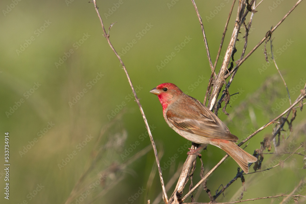 Common Rosefinch Erythrinus carpodacus Bird, small migratory bird in red feathers, male summer time Poland, Europe Common Rosefinch Erythrinus carpodacus Bird, small migratory bird in red feathers, male summer time Poland, Europe