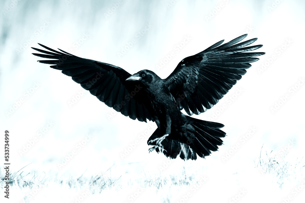 Naklejka premium Rook Corvus frugilegus flying black bird isolated on white background
