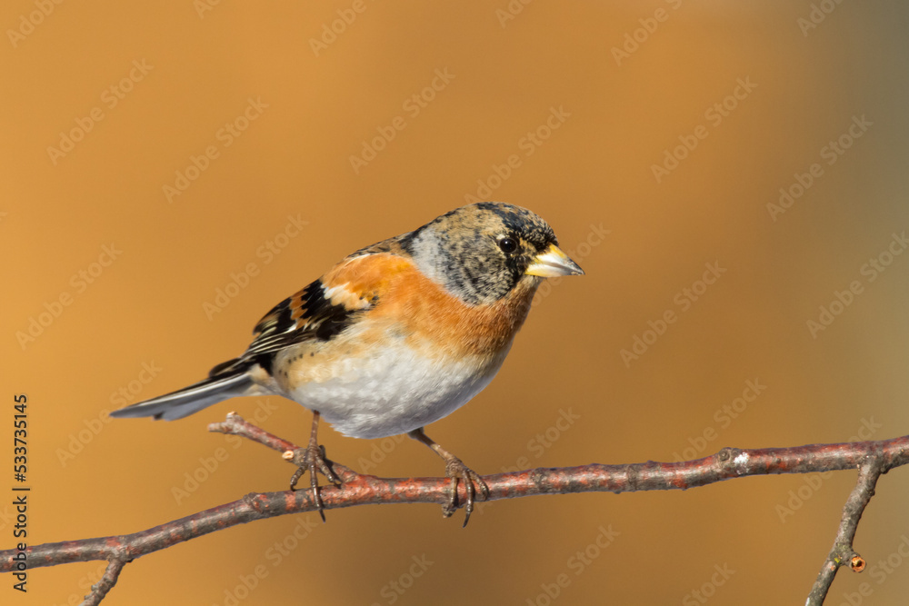 Bird Brambling Fringilla montifringilla male sittting on the branch, winter time orange background, Poland Europe, migratory bird Bird Brambling Fringilla montifringilla male sittting on the branch, winter time orange background, Poland Europe, migratory bird