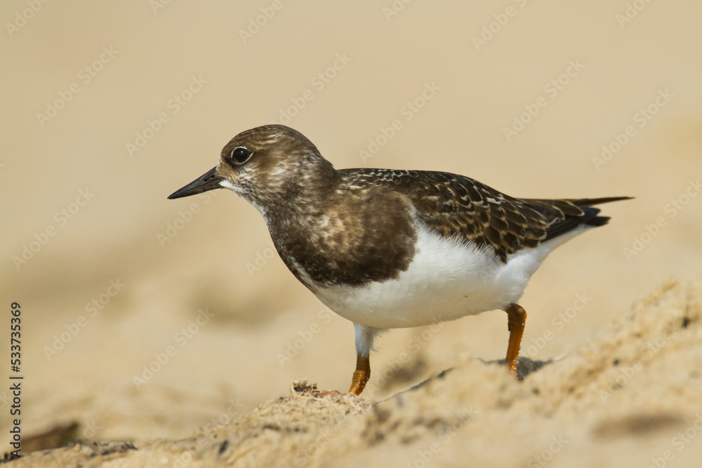 bird - Ruddy Turnstone migratory Arenaria interpres shorebird, migratory bird, Poland Europe Baltic Sea bird - Ruddy Turnstone migratory Arenaria interpres shorebird, migratory bird, Poland Europe Baltic Sea