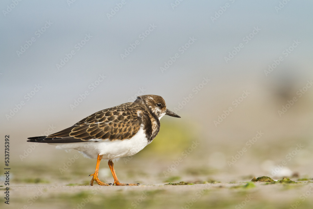 bird - Ruddy Turnstone migratory Arenaria interpres shorebird, migratory bird, Poland Europe Baltic Sea bird - Ruddy Turnstone migratory Arenaria interpres shorebird, migratory bird, Poland Europe Baltic Sea