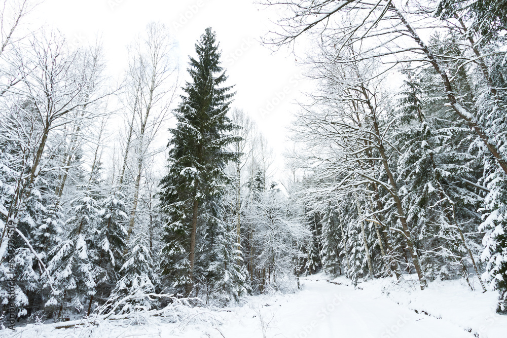 Landscape winter forest under the snow, Poland Europe, trees covered by snow Landscape winter forest under the snow, Poland Europe, trees covered by snow