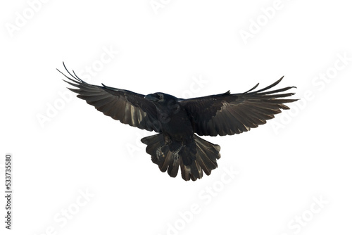 Bird flying raven isolated on white background Corvus corax. Halloween © Marcin Perkowski