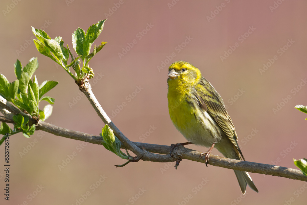 Obraz premium Bird European serin Serinus serinus perched on the tree, Poland Europe