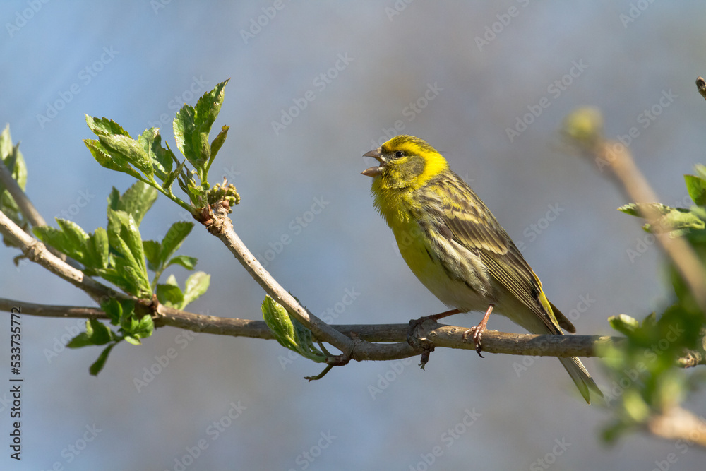 Bird European serin Serinus serinus perched on the tree, Poland Europe Bird European serin Serinus serinus perched on the tree, Poland Europe
