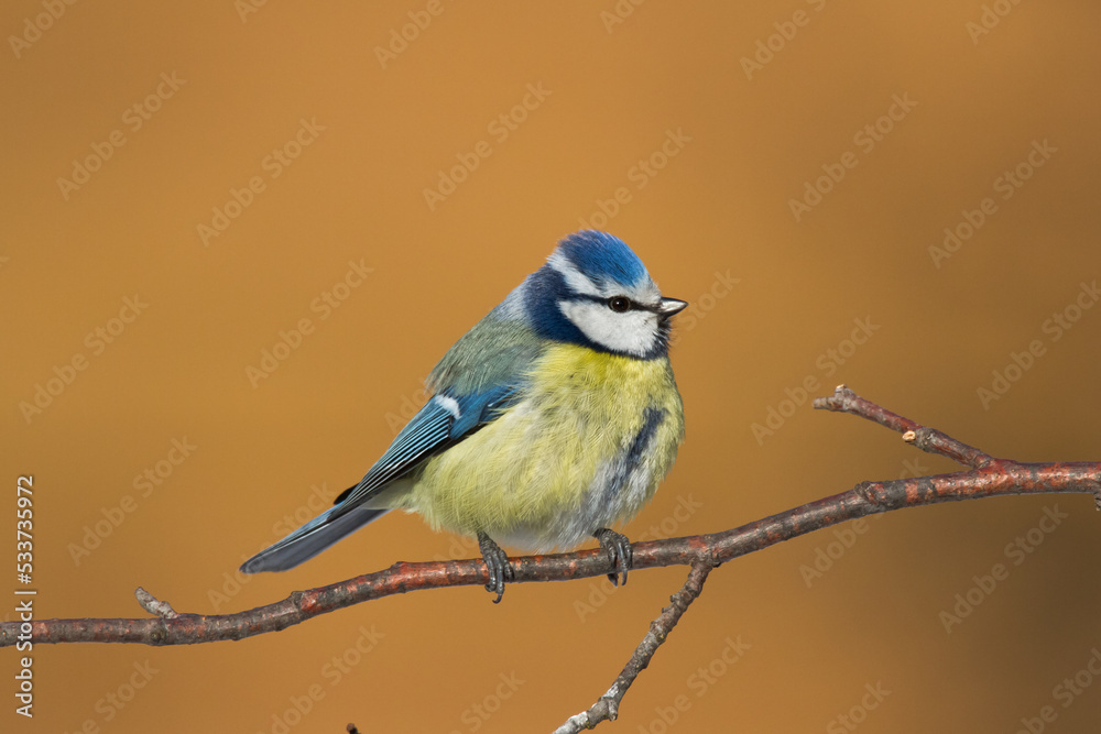 Bird - Blue Tit ( Cyanistes caeruleus ) perched on tree winter time small bird on blurred background Bird - Blue Tit ( Cyanistes caeruleus ) perched on tree winter time small bird on blurred background