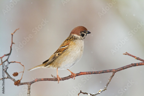 tree sparrow Passer montanus sitting on a branch brown background winter time winter frosty day © Marcin Perkowski