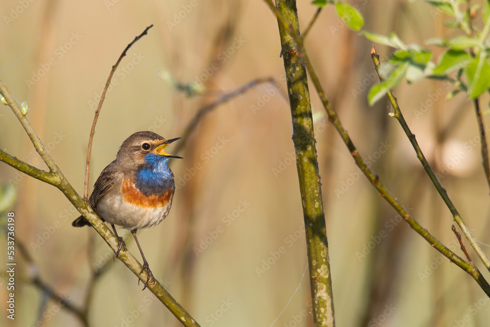 Bird Bluethroat Luscinia svecica migratory small bird singing and perching spring time amazing morning Poland Europe a bird that lives in reeds in river valleys Bird Bluethroat Luscinia svecica migratory small bird singing and perching spring time amazing morning Poland Europe a bird that lives in reeds in river valleys