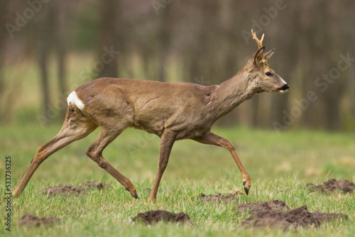 male roe deer Capreolus capreolus Majestic roe deer, capreolus capreolus, approaching on green meadow in spring. Male mammal with orange fur walking through grass photo