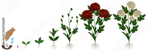 Cycle of growth of burgundy chrysanthemums flowers isolated on a white background.