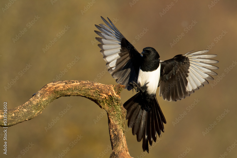 Obraz premium Bird - Common magpie Pica pica flying bird, very smart and clever bird with black and white plumage on brown background 