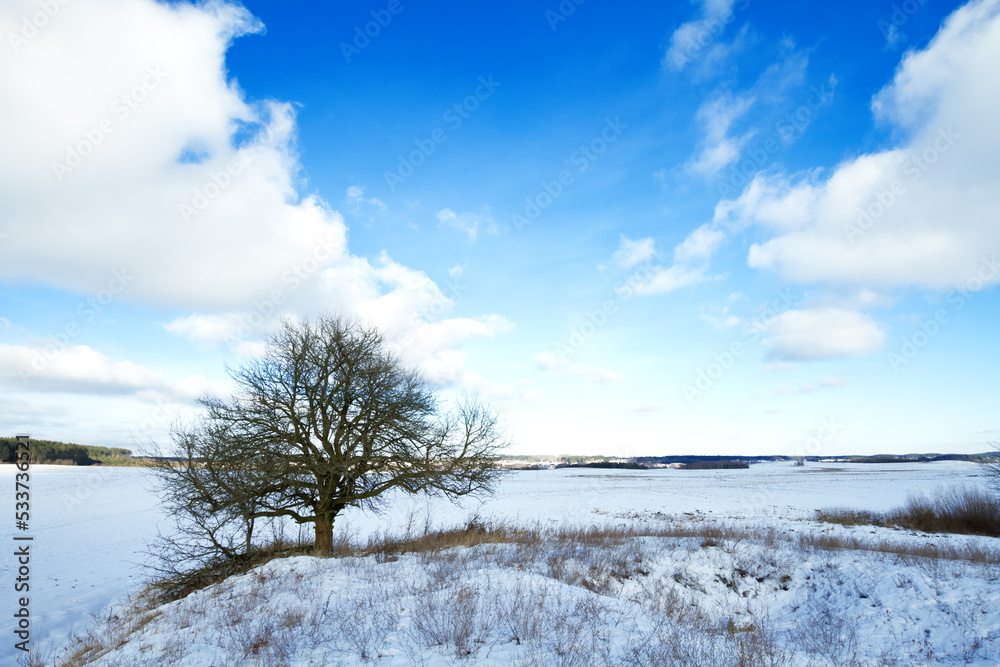 silhouette of lonely tree on the hill in Poland, Europe on sunny day in winter, amazing clouds in blue sky