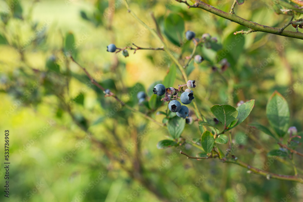 Ripe blueberries on a bush on a nature background. Vitamins, cultivation, harvest, vegetarian concept. Plantation of blueberry cultivated at bio farm