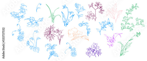 Vector Sketch Flowers Trendy Floral, Lily, Berries, Wild Branches, Irises