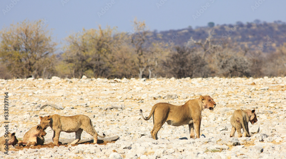 Pride of Lions on the open savannah in Etosha National Park, with a nice blue hazy sky. Pride of Lions on the open savannah in Etosha National Park, with a nice blue hazy sky.
