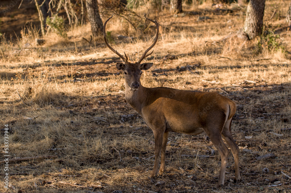 Fototapeta premium Ciervo. Cervo Elaphus, Venado. Parque Nacional de Monfragüe. Cáceres, Extremadura,