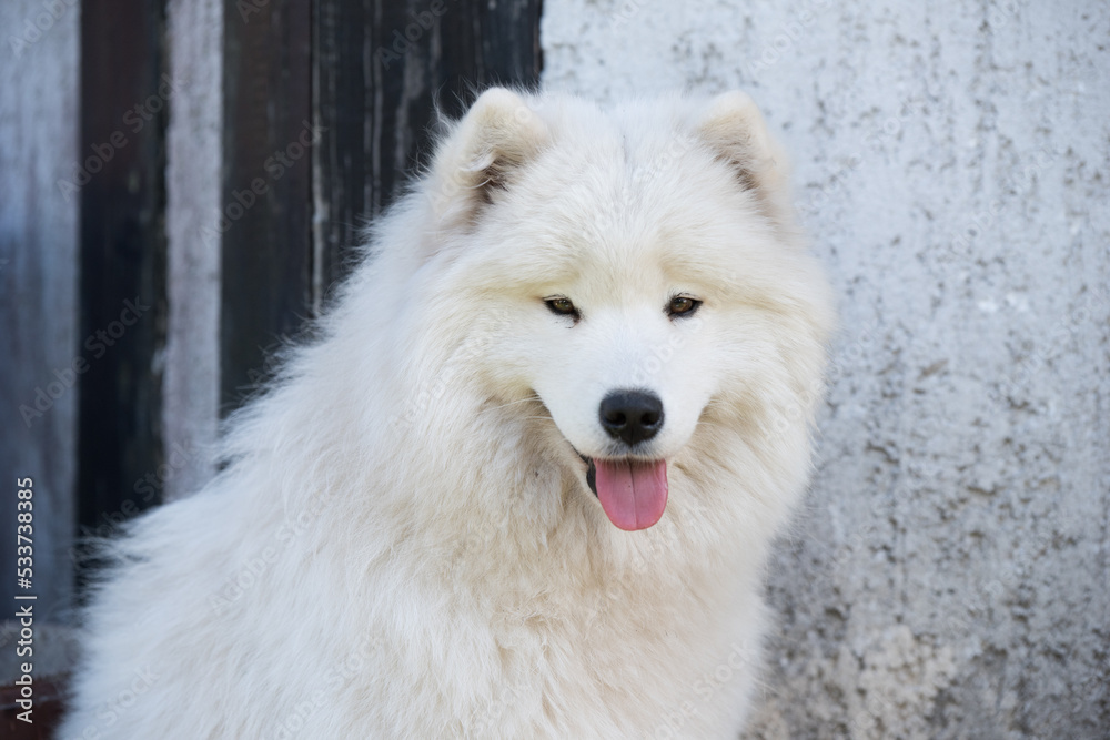 White Samoyed puppy sits in the courtyard. Dog in nature, a walk