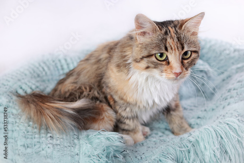 Cute Cat looks to the side. Beautiful Kitten rests on blue fur. Cat close-up on a blue blanket. Kitten with big green eyes. Pet. Without people. Animal background. Cat rests on a blue blanket.