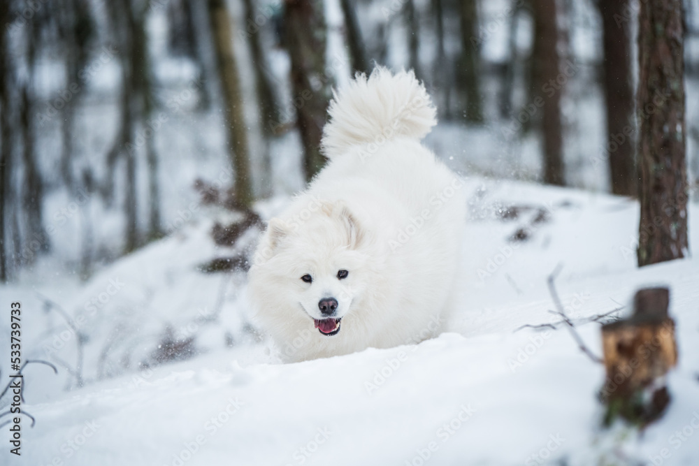 Samoyed white dog is running on snow outside