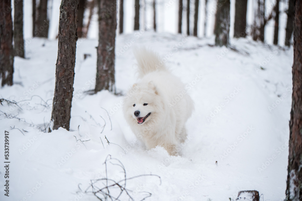 Samoyed white dog is running on snow outside