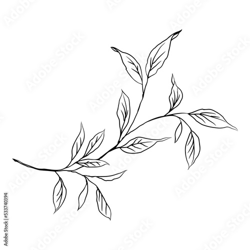 Branch with Leaves Silhouette. Vector illustration. Hand drawn plants. Hand drawn leaves for greeting and invitation card decoration