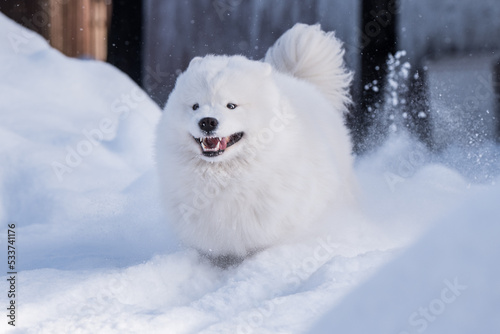 Samoyed white dog is running on snow outside