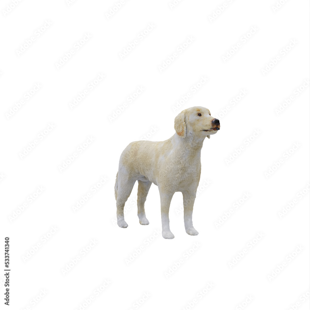 Fototapeta premium Labrador dog