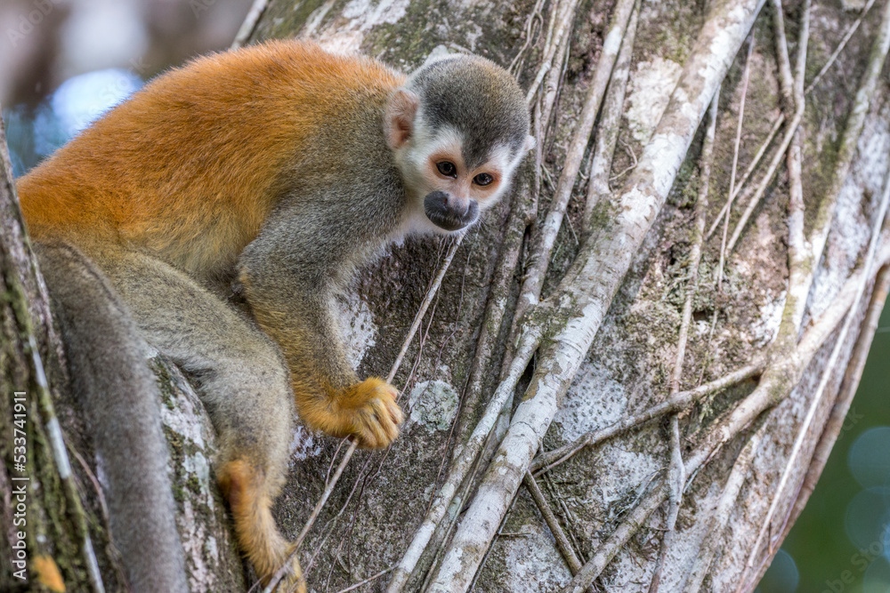 Obraz premium Squirrel monkey