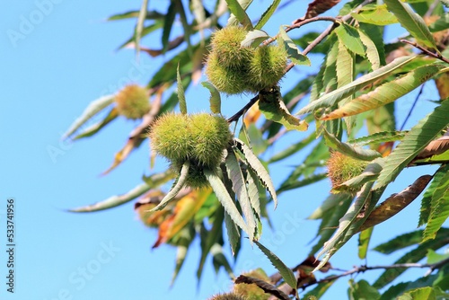 ripening fruits of Castanea crenata on branches against the sky
 photo