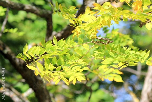 The leaves of the Gymnocladus dioicus tree in autumn 