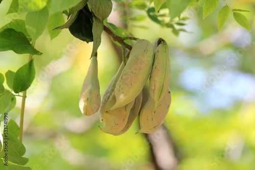 The fruits of the Gymnocladus dioicus tree in autumn
 photo