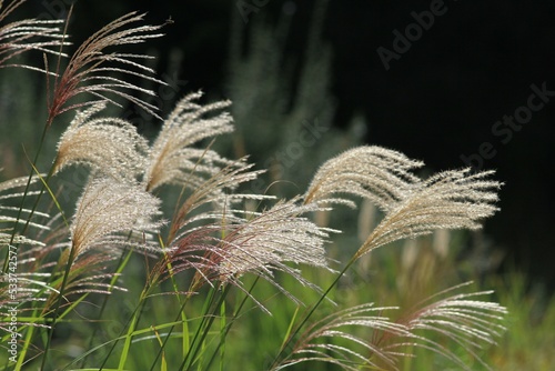 Inflorescences of the grass Miscanthus sinensis in autumn in the park
