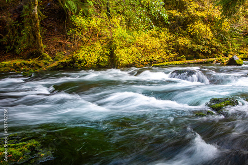 The McKenzie river and vine maple trees showing brilliant fall color in the Willamette National Forest near McKenzie Bridge, Oregon.