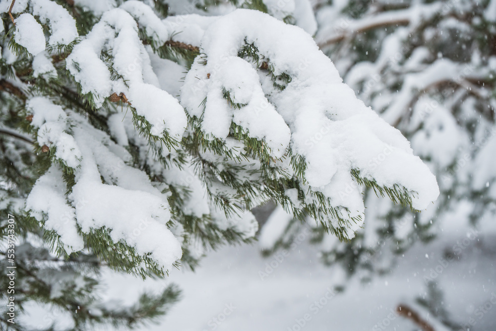 Snow Branches of a fir Christmas tree in the snow in the winter forest Snow Branches of a fir Christmas tree in the snow in the winter forest