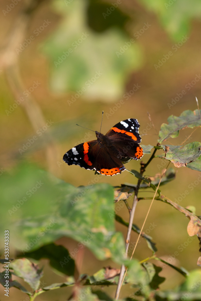 Red Admiral Butterfly Vanessa atalanta in forest. Copy space, pattern, wallpaper, banner, cover, mockup, for your design, horizontal
