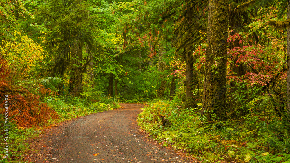 Obraz premium Fall color surrounding a gravel road in the Willamette National Forest near McKenzie Bridge, Oregon.