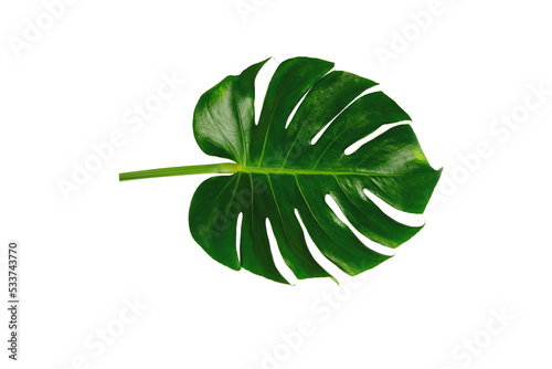 Tropical Jungle Leaf, Big green leaf of Monstera plant on white background with clipping path.