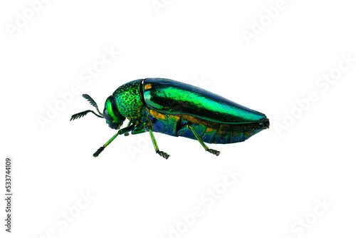 Buprestis Beetle isolated on white background