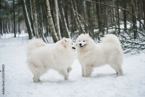 Beautiful fluffy two Samoyed white dogs is in the winter forest photo