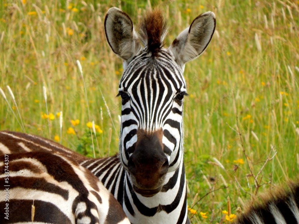 Naklejka premium Zebra in Serengeti, Tanzania