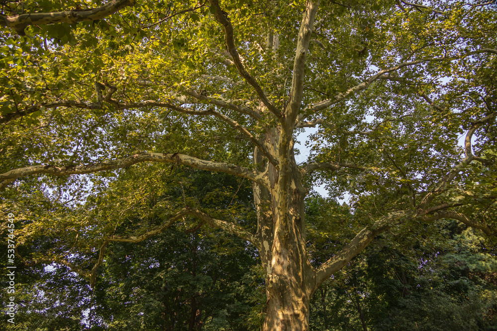 Large tree trunk with branches and leaves in background Large tree trunk with branches and leaves in background