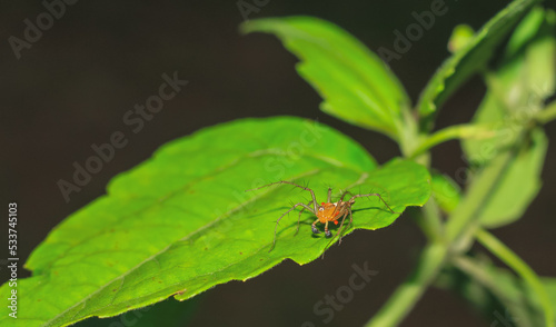 Lynx spider (Oxyopidae) sitting on a green leaf. Oxyopes Shweta is a species of lynx spider. This spider is distributed in India and China. An active hunter is commonly seen in green leaves.