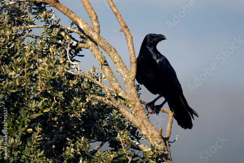 Kolkrabe // Common raven (Corvus corax) photo