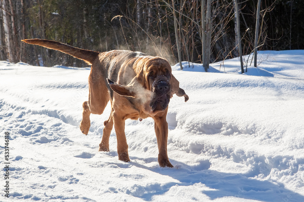An adult Bloodhound runs along a snowy road. Walking the dog in winter.